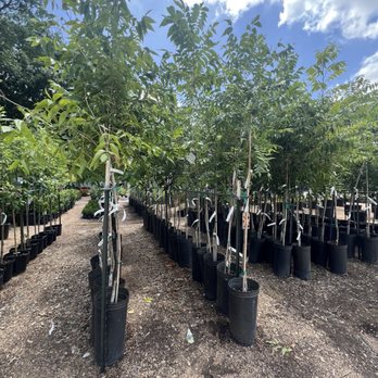 Fanick's Garden Center - Trees - Nurseries & Gardening Near Me - San Antonio, Texas