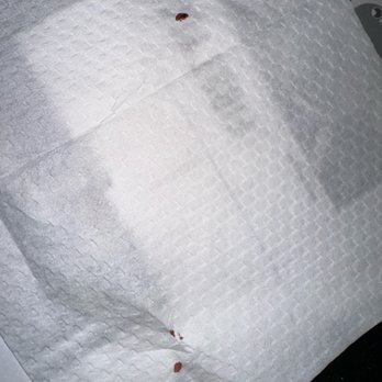 Circus Circus - Bed bug found crawling across a pillow - Hotels Near Me - Las Vegas, Nevada Circus Circus - Bed bug found crawling across a pillow - Hotels Near Me - Las Vegas, Nevada