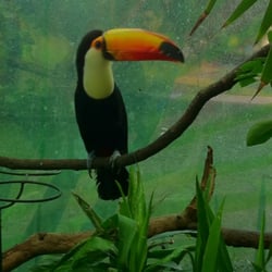 Selva Viva