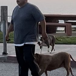 Joan Milke Flores Park - This man's dog killed another dog and attacked a person at park