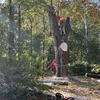 Oak Tree Service - Tree Services Near Me