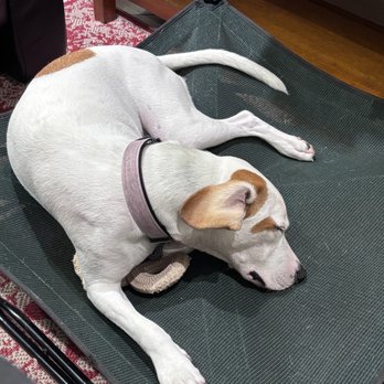 VEG ER for Pets - Exhausted Bagel after her VEG visit. - Emergency Pet Hospital Near Me - Willow Grove, Pennsylvania VEG ER for Pets - Exhausted Bagel after her VEG visit. - Emergency Pet Hospital Near Me - Willow Grove, Pennsylvania