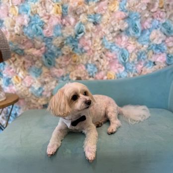 Dog Beauty Salon - Pet Groomers Near Me Dog Beauty Salon - Pet Groomers Near Me