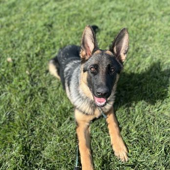 Walnut Creek CA Dog Training by Dog Dynamics - German Shepherd dog - Pet Training Near Me - Walnut Creek, California Walnut Creek CA Dog Training by Dog Dynamics - German Shepherd dog - Pet Training Near Me - Walnut Creek, California