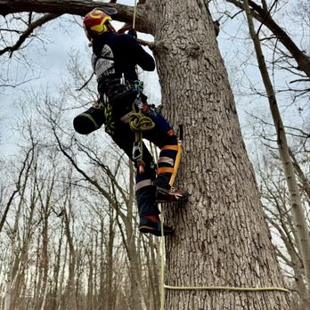 Alptex Tree Service - Tree Services Near Me Alptex Tree Service - Tree Services Near Me