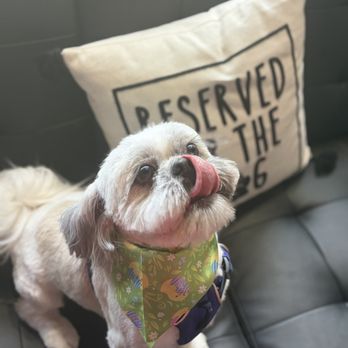 Allie & Paws - He's feeling Bonita: groom by Luis at Allie & Paws, new whittier location. - Pet Groomers Near Me - Whittier, California Allie & Paws - He's feeling Bonita: groom by Luis at Allie & Paws, new whittier location. - Pet Groomers Near Me - Whittier, California