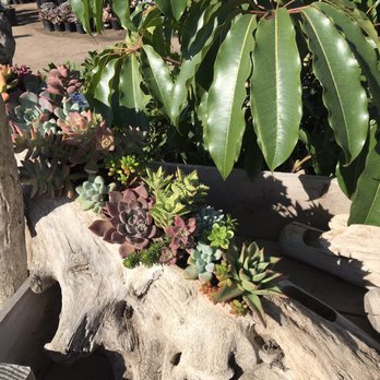Waterwise Botanicals - Nurseries & Gardening Near Me - Bonsall, California Waterwise Botanicals - Nurseries & Gardening Near Me - Bonsall, California