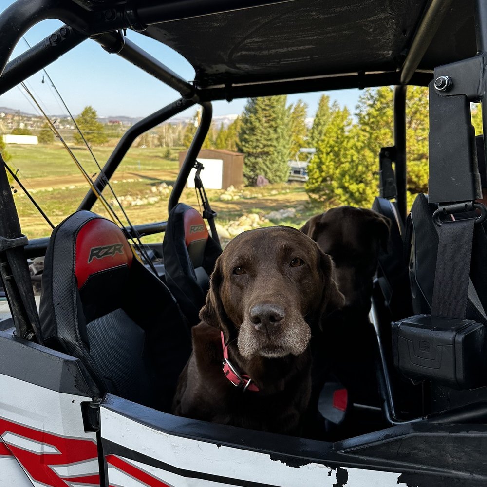 Broadview Animal Clinic - Feeling so much better after her surgery and has more weekends to spend in the mountains (her favorite place) - Veterinarians Near Me - Denver, Colorado
