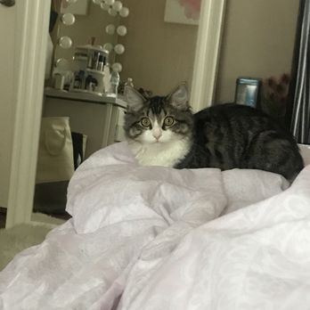Friends For Life - Animal Shelters Near Me - Houston, Texas