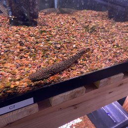A gorgeous ornate bichir A gorgeous ornate bichir