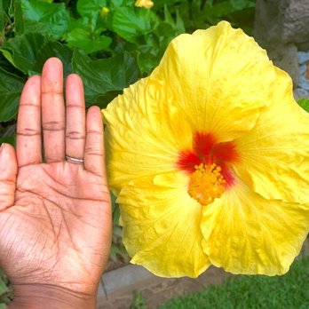 Wailea Ekahi Village - The size of this Hibiscus flower!!! - Resorts Near Me - Kihei, Hawaii Wailea Ekahi Village - The size of this Hibiscus flower!!! - Resorts Near Me - Kihei, Hawaii