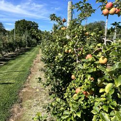 Stony Hill Gardens & Farm Market - Apple orchard