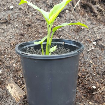 The Fancy Chicken Farm - Turmeric plants for sale - Farmers Market Near Me - Blakely, California The Fancy Chicken Farm - Turmeric plants for sale - Farmers Market Near Me - Blakely, California