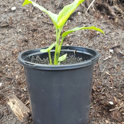 The Fancy Chicken Farm - Turmeric plants for sale