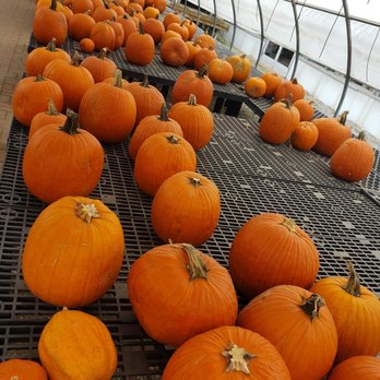 Heaven Hill Farm - Their inside pumpkin patch (also had outdoor one!) - Nurseries & Gardening Near Me - Vernon, New Jersey Heaven Hill Farm - Their inside pumpkin patch (also had outdoor one!) - Nurseries & Gardening Near Me - Vernon, New Jersey