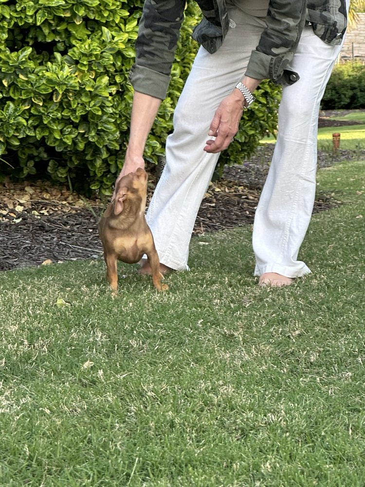 SpringGreen - tree service in Irmo, SC