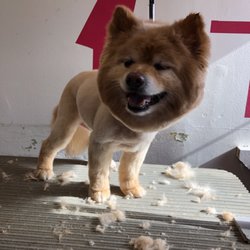 Oxford Grooming