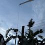 Photo of Technical Trees and Landscaping