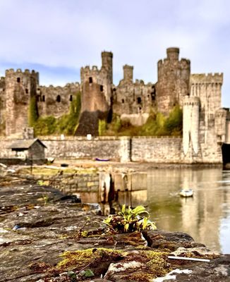 Conwy Castle by null