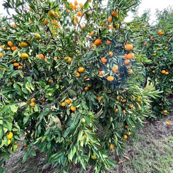 Twin Peaks Orchard - oranges growing on trees - Farmers Market Near Me - Newcastle, California Twin Peaks Orchard - oranges growing on trees - Farmers Market Near Me - Newcastle, California