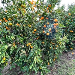Twin Peaks Orchard