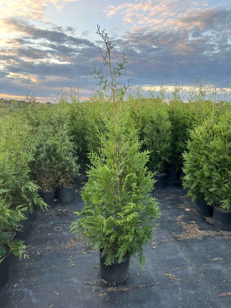 Carolina Privacy Trees - tree service in Bear Creek, NC