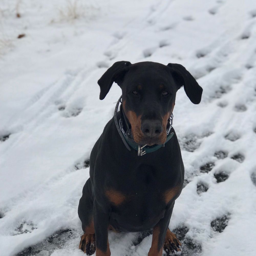 Penny in the snow Penny in the snow