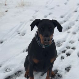 Penny in the snow Penny in the snow