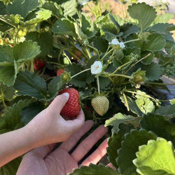 Granny Mays Strawberry Farm - Pick Your Own Farms Near Me - Granite Bay, California Granny Mays Strawberry Farm - Pick Your Own Farms Near Me - Granite Bay, California