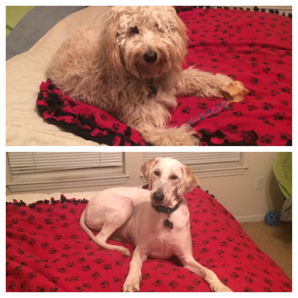 OLD MILL GROOMING Updated September 2024 10 Reviews 13031 Holmes