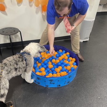 Zoom Room Dog Training - Bobbing for Treats - Pet Training Near Me - Overland Park, Kansas