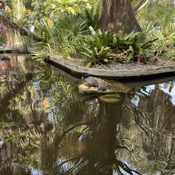 Miami Beach Botanical Garden - Turtle - Botanical Gardens Near Me - Miami Beach, Florida