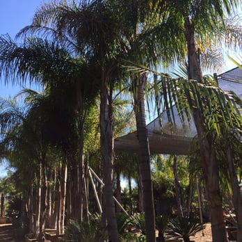 All Tropical Palms - Nurseries & Gardening Near Me - Gilroy, California