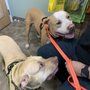 Photo of Caring Animal Hospital