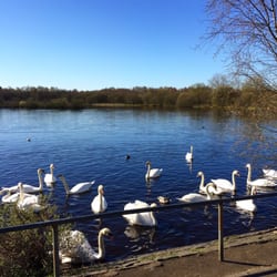 Drumpellier Country Park - My contribution to today's #yelpersloveglasgow "A is for..." Animals!