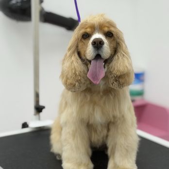 Petrichor Pet Salon - Pet Groomers Near Me - Irvine, California Petrichor Pet Salon - Pet Groomers Near Me - Irvine, California