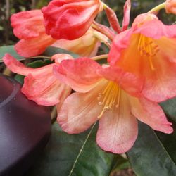 Lake Tapps Rhododendron Nursery