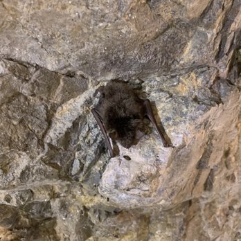 Courtland Ghost Town - Bat inside of mine - Tours Near Me - Elfrida, Arizona