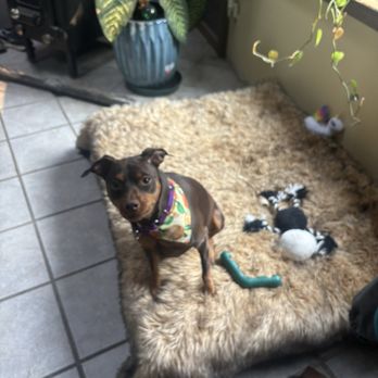 Fluffin Awesome Mutts - Pet Groomers Near Me - Rutland, Massachusetts