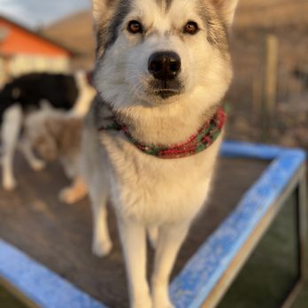 Alpine Canine - Ember being her beautiful self - Pet Boarding Near Me - Missoula, Montana Alpine Canine - Ember being her beautiful self - Pet Boarding Near Me - Missoula, Montana