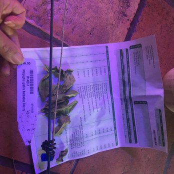Logee's Greenhouses - All the leaves drop dead and stems dried Horrible horrible customer service - Nurseries & Gardening Near Me - Danielson, Connecticut