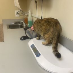 Cat on scale Cat on scale