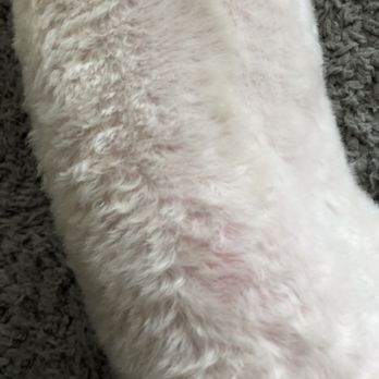LILO'S Mobile Pet Spa - Shave burns - Pet Groomers Near Me LILO'S Mobile Pet Spa - Shave burns - Pet Groomers Near Me