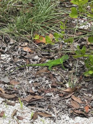 J.N. "Ding" Darling National Wildlife Refuge Visitor and Education Center by null