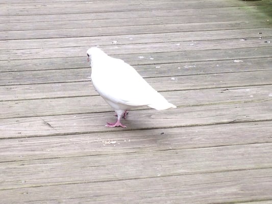 Ohio Bird Sanctuary by null