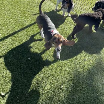 Paws Landing - Pet Boarding Near Me - Leander, Texas