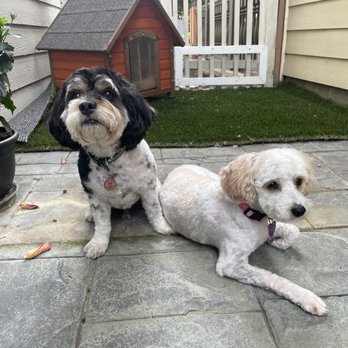 Off The Grid Pet Sitting - after grooming - Pet Groomers Near Me