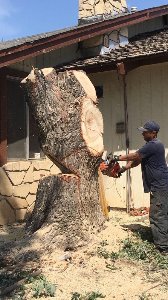 The Four Winds - tree service in Sparks, NV