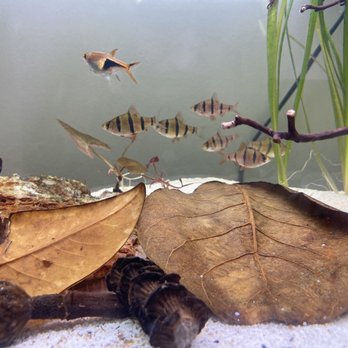 Congressional Aquarium - The five-banded barbs are from Aquatic Arts. They've been great additions to this tank. - Local Fish Stores Near Me - Rockville, Maryland Congressional Aquarium - The five-banded barbs are from Aquatic Arts. They've been great additions to this tank. - Local Fish Stores Near Me - Rockville, Maryland