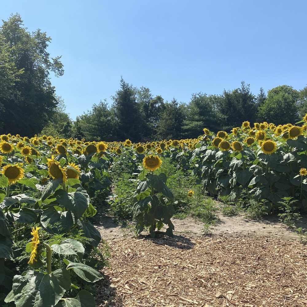 Brooks Farms - Sunflowers - Farmers Market Near Me - Durham, Ontario